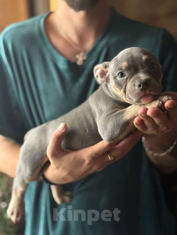 Собаки в Москве: Сэмми Девочка, 135 000 руб. - фото 2