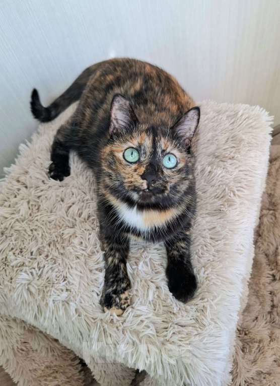 Кошки в Москве: Амели будет на выставке-пристройстве в Москве Девочка, Бесплатно - фото 9