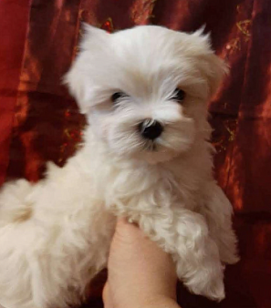 Продажа щенков Мальтезе