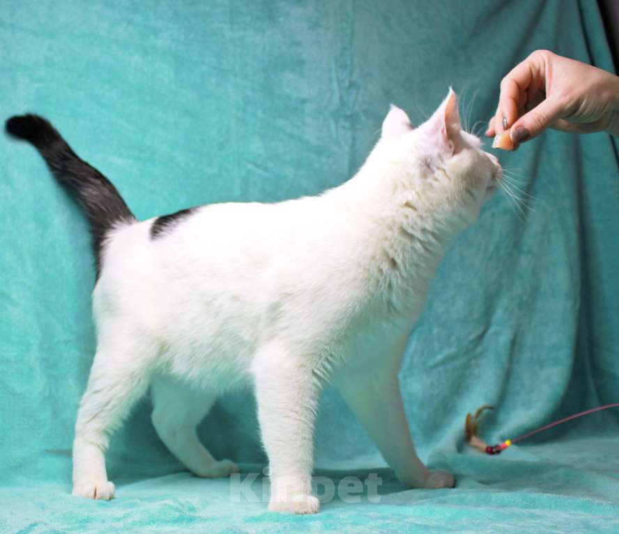 Кошки в Москве: Сирота в поисках семьи Мальчик, Бесплатно - фото 7