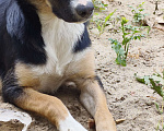 Собаки в Саратове: Одинокая девочка, ищет своих заботливых хозяев Девочка, 1 руб. - фото 1