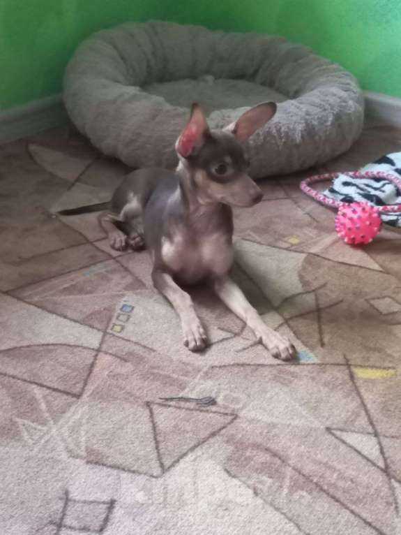 Собаки в Оренбурге: Щенок породы Русский той- Багги Лилак энд Тан, Мальчик, 50 000 руб. - фото 3