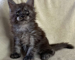 Кошки в Дмитрове: Черный дымчатый мальчик мейн кун Мальчик, 60 000 руб. - фото 7