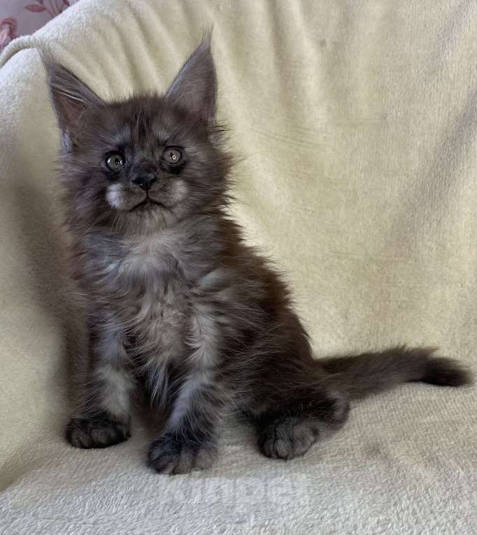 Кошки в Дмитрове: Черный дымчатый мальчик мейн кун Мальчик, 60 000 руб. - фото 7