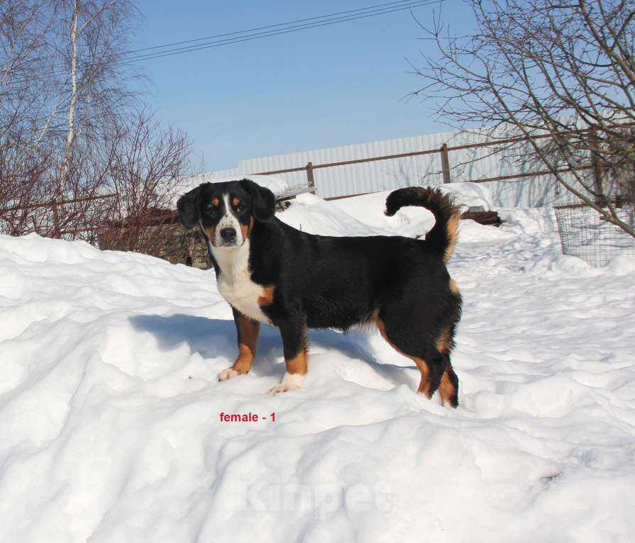 Собаки в Москве: щенки энтлебухера зенненхунда Девочка, Бесплатно - фото 1