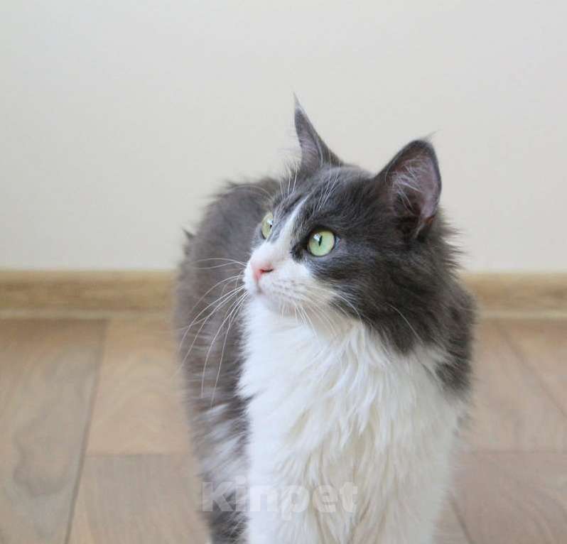 Кошки в Москве: Ява Девочка, 300 руб. - фото 3