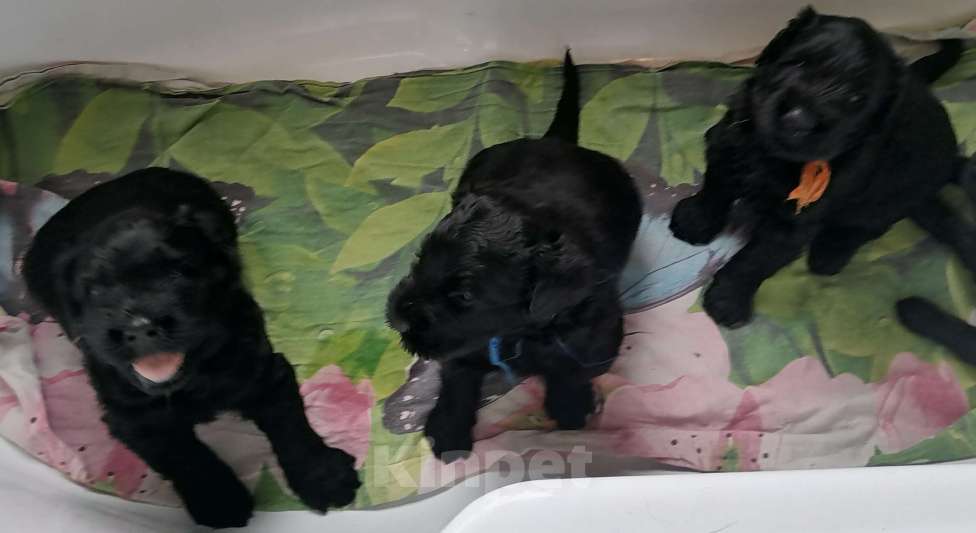 Собаки в Самаре: Русский Черный Терьер- это для души! Девочка, 50 000 руб. - фото 3