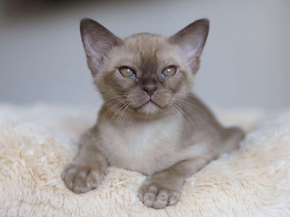 Кошки в Москве: Бурманские котята Мальчик, 110 000 руб. - фото 1