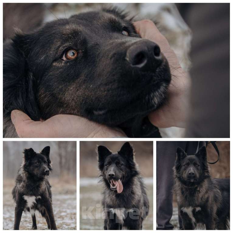 Собаки в Домодедово: В добрые руки Мальчик, Бесплатно - фото 6