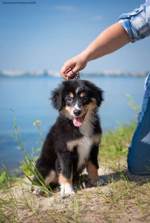 Собаки в Челябинске: Миниатюрная америкая овчарка от привозных родителей Девочка, Бесплатно - фото 4