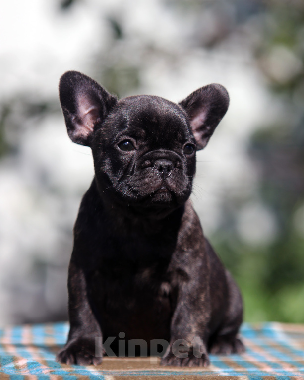 Собаки в Ярцево: БиХеппи 💙из Хранителей цитадели 🐾Щенок от титулованных родителей 🏆 с генетическими тестами 🧬 Эне Мальчик, 90 000 руб. - фото 3
