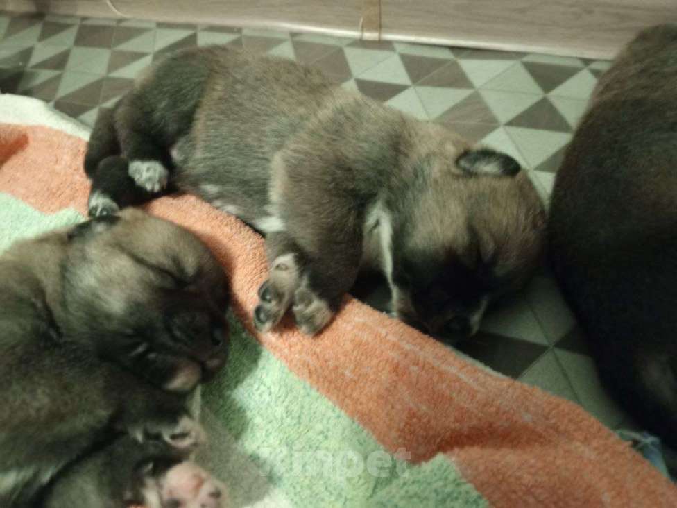 Собаки в Котласе: Щенята от умной овчарки  Мальчик, Бесплатно - фото 4