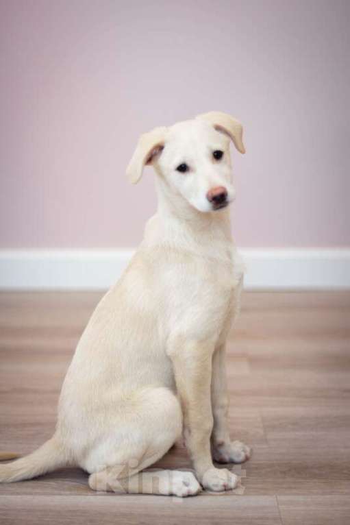 Собаки в Москве: Щенки от аусси и лабрадора в добрые руки Девочка, Бесплатно - фото 9