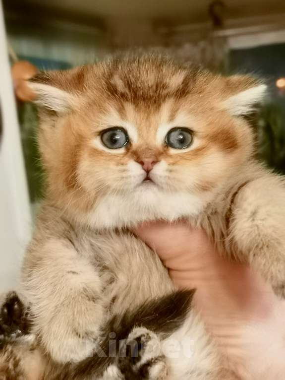 Кошки в Москве: Котик и кошечка Мальчик, 22 000 руб. - фото 2