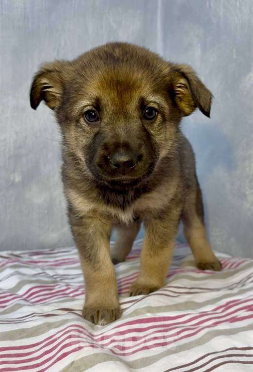 Собаки в Москве: Груша Девочка, Бесплатно - фото 3
