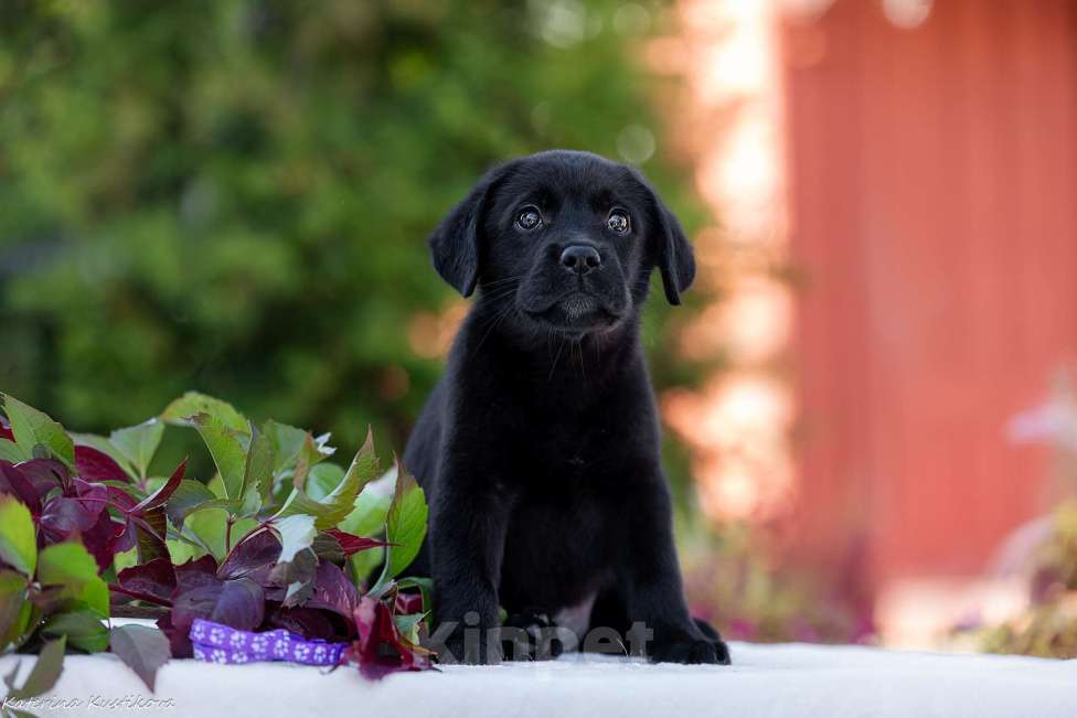 Собаки в Москве: Черный щенок лабрадора  Девочка, 50 000 руб. - фото 4