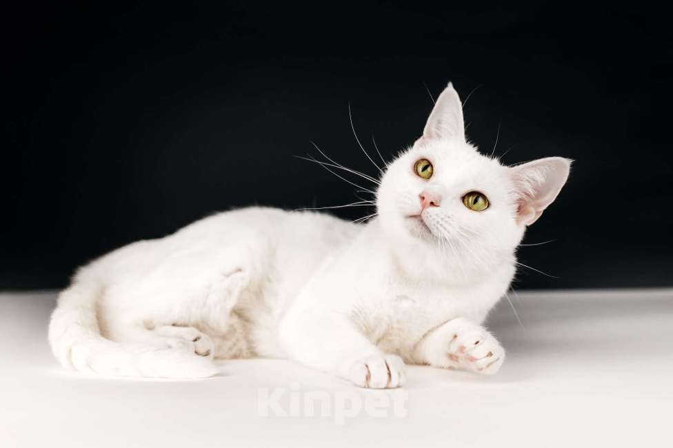 Кошки в Москве: Белая кошечка Коша ищет дом Девочка, 1 руб. - фото 9