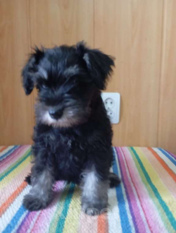 Собаки в Сарапуле: Щенок цвергшнауцера окрас чёрный с серебром двух месячного возраста.  Девочка, 50 000 руб. - фото 3