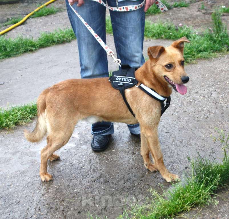 Собаки в Москве: Добрый, жизнерадостный Чук мечтает о родной семье и доме! Мальчик, Бесплатно - фото 4