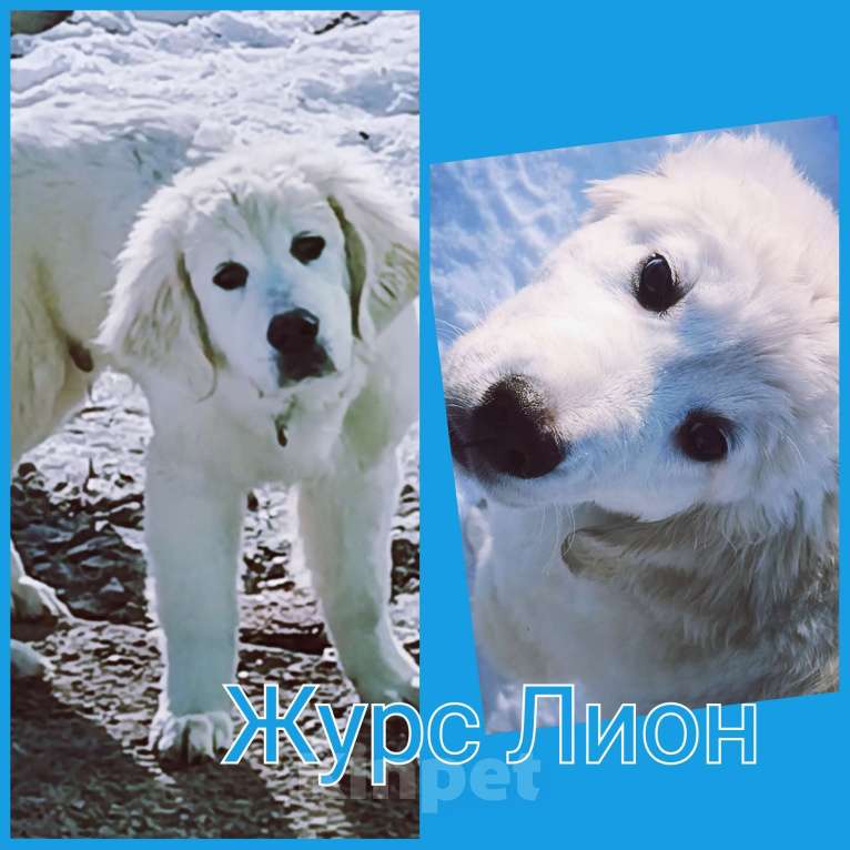 Собаки в Екатеринбурге: Золотистый ретривер щенок Мальчик, 80 000 руб. - фото 1