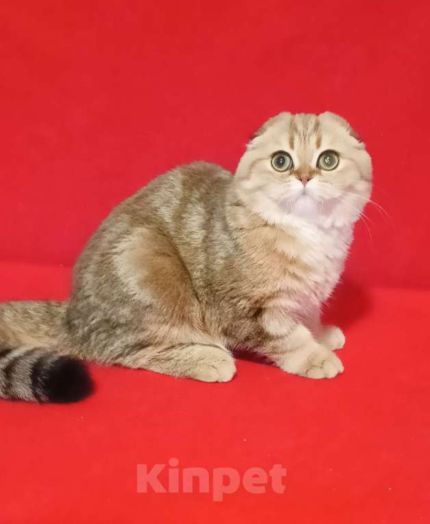 Кошки в Москве: Золотой мраморный зеленоглазый котик Мальчик, 20 000 руб. - фото 1