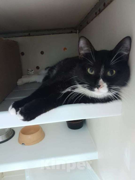 Кошки в Москве: Пончик ищет дом Мальчик, Бесплатно - фото 3
