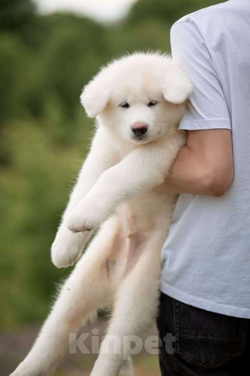 Собаки в Хабаровске: Продаю щенят породы Акита Ину Мальчик, 30 000 руб. - фото 3