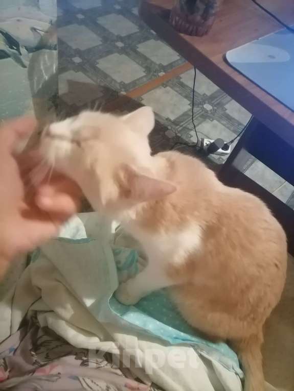 Кошки в Курске: срочно отдам прекрасную добрую кошечку в добрые руки! Девочка, Бесплатно - фото 2