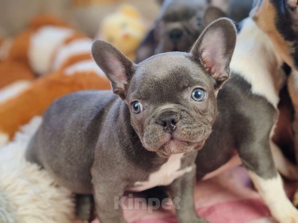 Собаки в Санкт-Петербурге: Шикарная шоколадная девочка Девочка, 50 000 руб. - фото 3