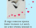 Кошки в Саратове: Котёнок в добрые руки Девочка, Бесплатно - фото 2