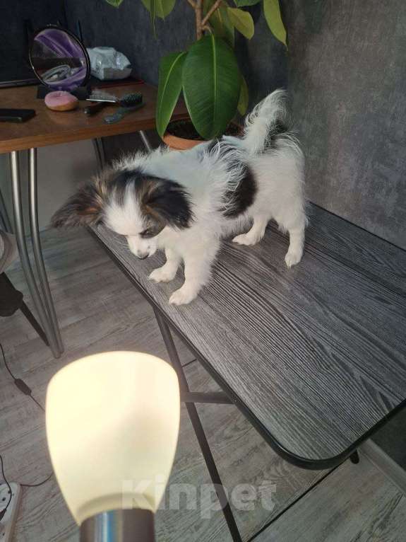 Собаки в Рыбинске: Девочка Папийона, Триколор Девочка, 35 000 руб. - фото 2