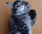 Кошки в Челябинске: Котенок - кошечка Мейн кун Девочка, 40 000 руб. - фото 3