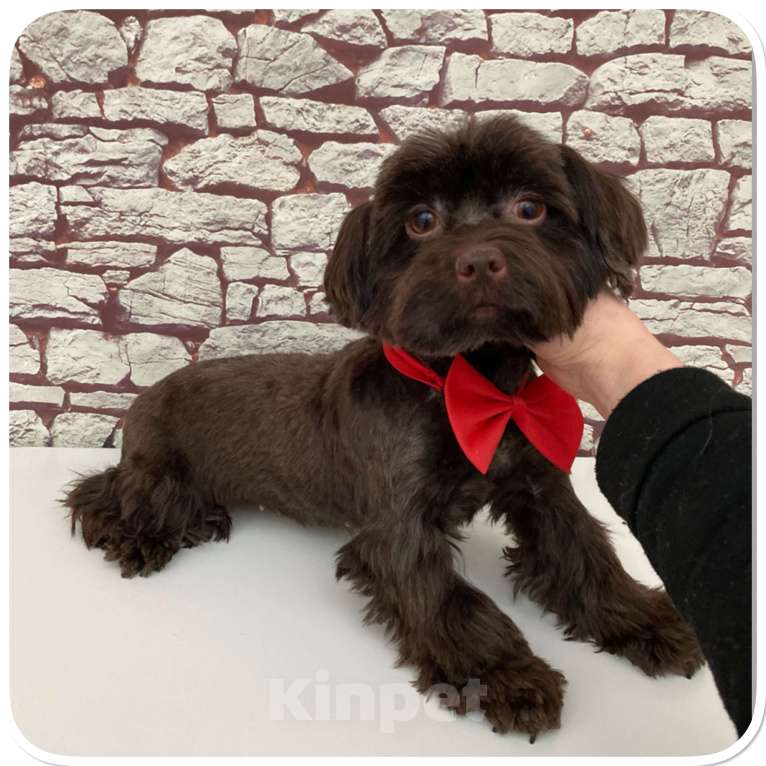 Собаки в Москве: Йорк горький шоколад девочка взрослая крупная Девочка, 49 000 руб. - фото 4