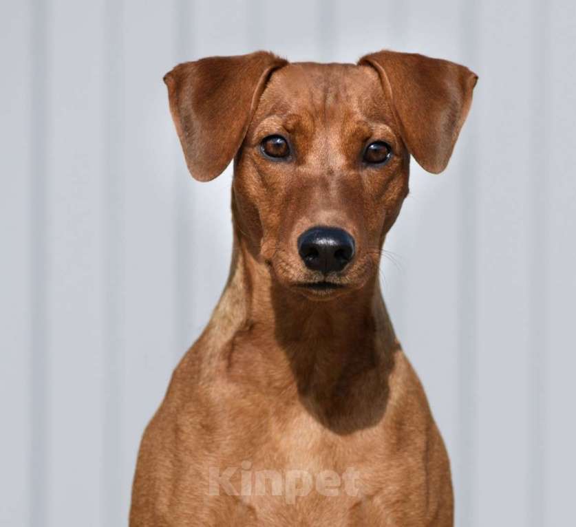 Собаки в других городах Ленинградской области: Питомник предлагает щенков Мальчик, 80 000 руб. - фото 2