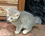 Кошки в Санкт-Петербурге: Малюсенькие красивые котята с голубыми глазками Мальчик, Бесплатно - фото 7