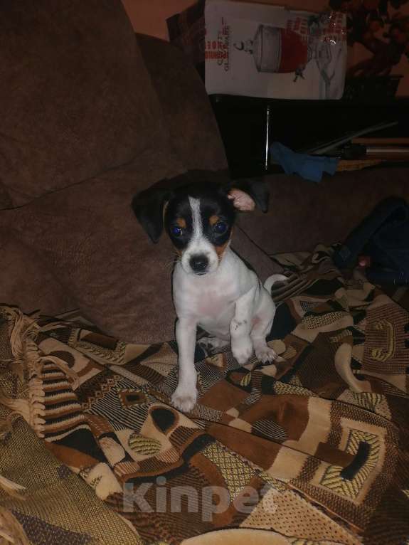 Собаки в Краснодаре: Метис девочка мини русский той и американский мини той терьер.  Девочка, 10 000 руб. - фото 2