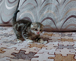 Кошки в Красногорске: Элитные шотландские котята Мальчик, 15 000 руб. - фото 3