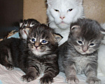 Кошки в Полярном Зоре: Котята из питомника, 10 000 руб. - фото 5