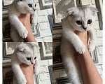 Кошки в Красноперекопске: Продам шотландского котенка Мальчик, 8 000 руб. - фото 1