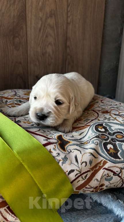 Собаки в Москве: Щенки золотистого ретривера Мальчик, 100 000 руб. - фото 4