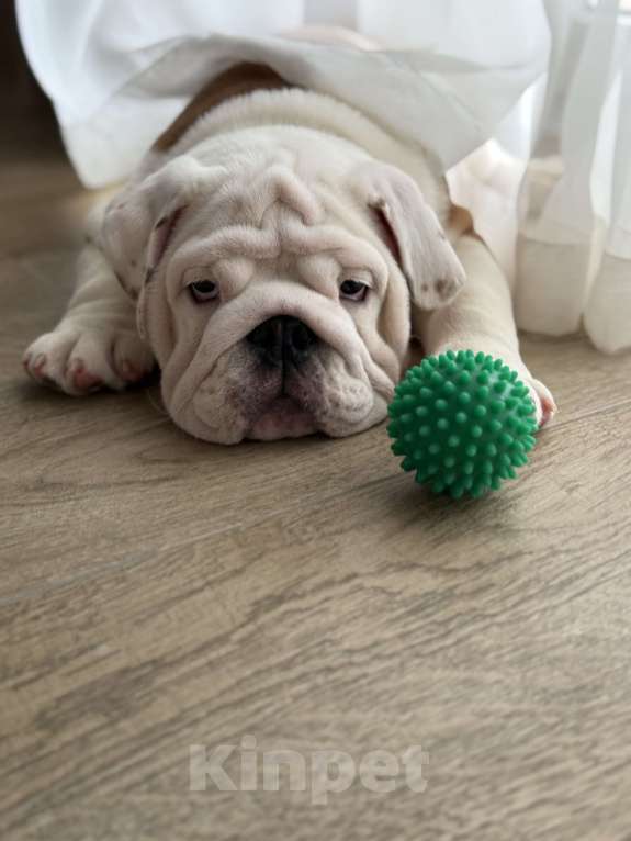 Собаки в Воронеже: Английский бульдог  Мальчик, Бесплатно - фото 3