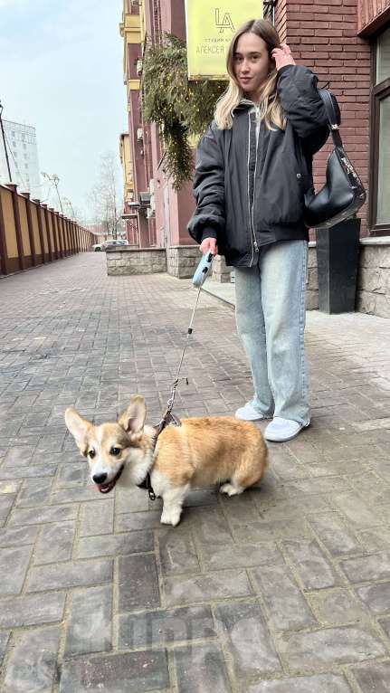 Собаки в Москве: Щенок велыш корги пемборк  Мальчик, Бесплатно - фото 5