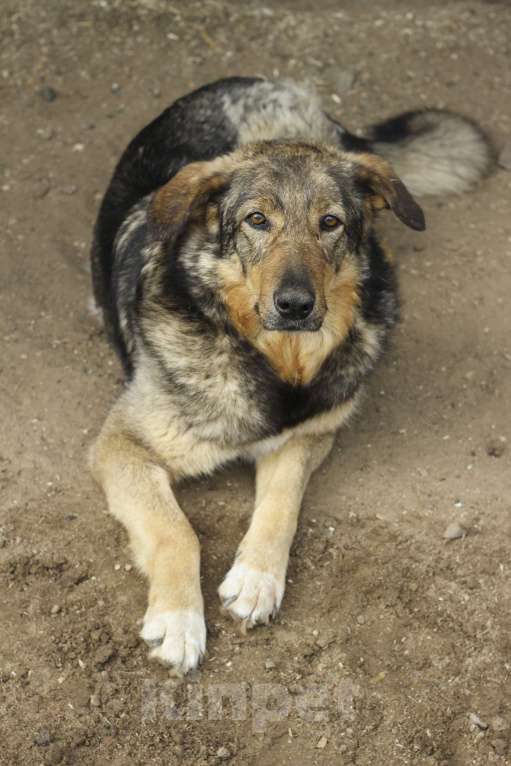 Собаки в Москве: Дамия Девочка, Бесплатно - фото 2