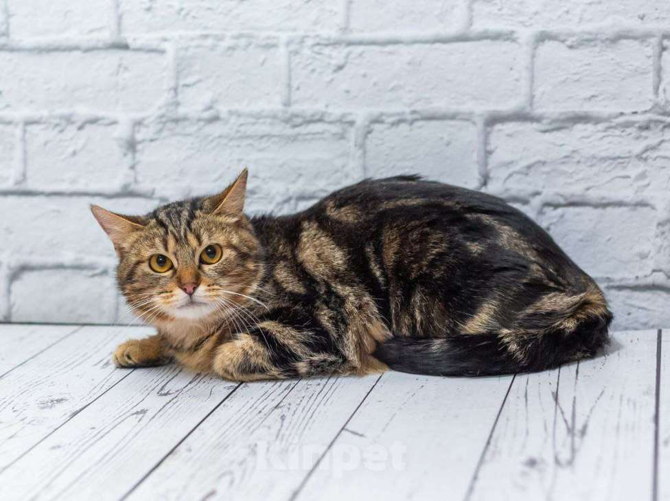 Кошки в Москве: Золотой кот ищет дом и лучшие ручки Мальчик, Бесплатно - фото 7