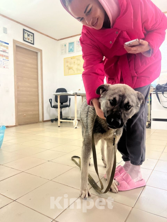 Собаки в других городах Ленинградской области: Милый волчонок Атари Мальчик, 100 руб. - фото 2