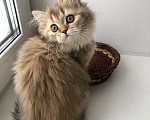 Кошки в Новосибирске: Шотландская кошка Девочка, 15 000 руб. - фото 6