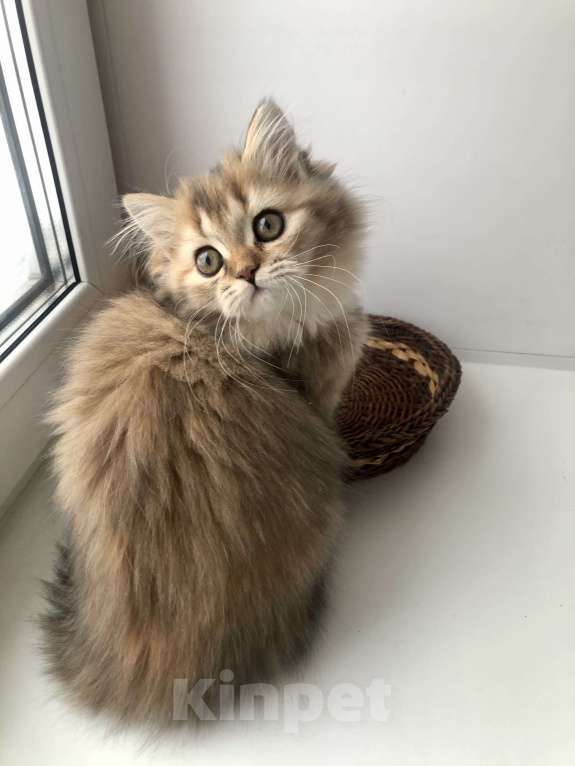 Кошки в Новосибирске: Шотландская кошка Девочка, 15 000 руб. - фото 6