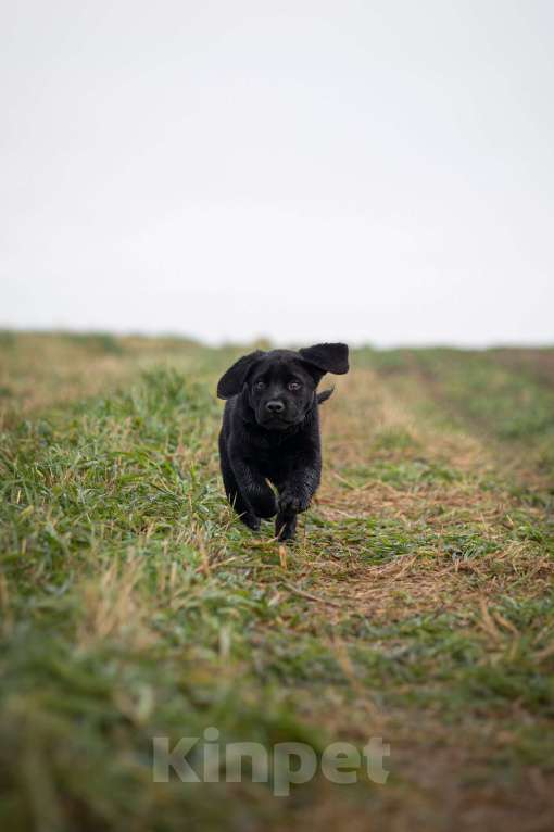 Собаки в Санкт-Петербурге: Щенок Лабрадора девочка  Девочка, 90 000 руб. - фото 3