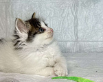 Кошки в Санкт-Петербурге: Котенок 1 месяц Элин Девочка, Бесплатно - фото 4