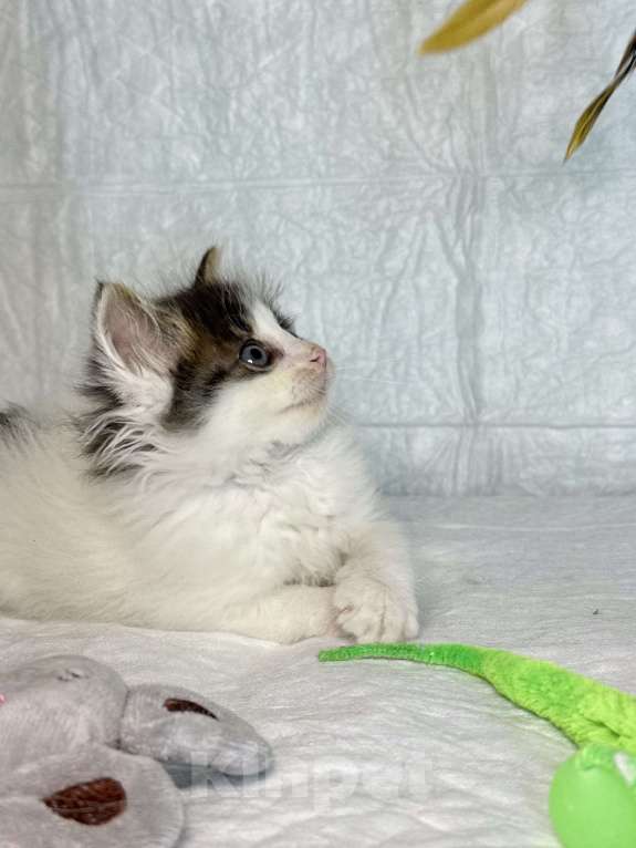 Кошки в Санкт-Петербурге: Котенок 1 месяц Элин Девочка, Бесплатно - фото 4